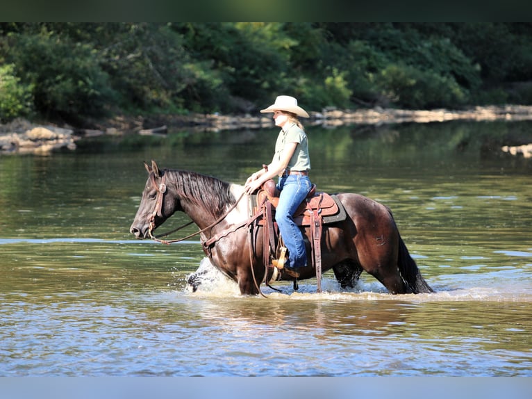 Paint Horse Hongre 6 Ans 157 cm in Clarion, PA