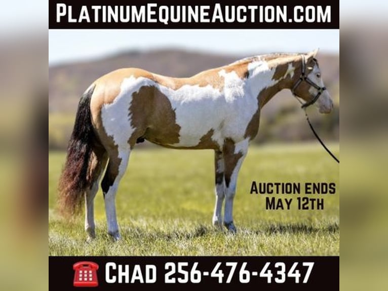 Paint Horse Hongre 6 Ans 160 cm in MT Hope AL