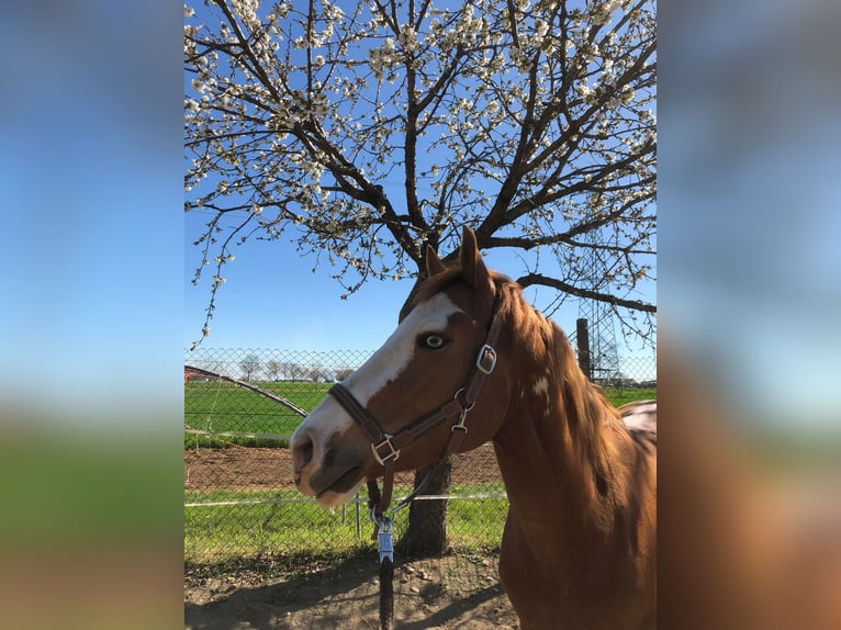 Paint Horse Hongre 6 Ans 162 cm Pinto in Caraglio