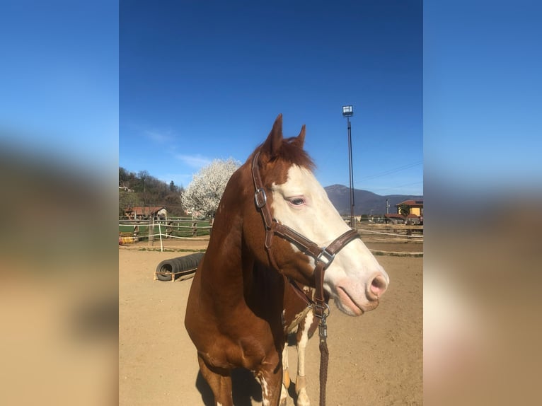 Paint Horse Hongre 6 Ans 162 cm Pinto in Caraglio