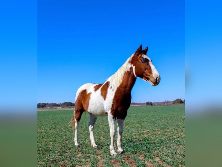 Paint Horse Hongre 7 Ans 132 cm Tobiano-toutes couleurs in Mullin