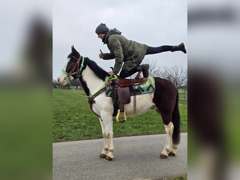 Paint Horse Croisé Hongre 7 Ans 142 cm Pinto in Linkenbach