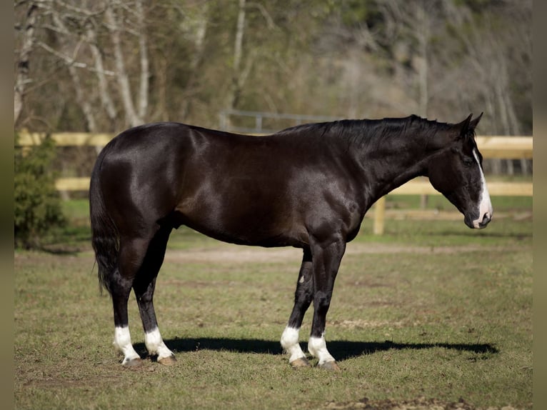 Paint Horse Hongre 7 Ans 150 cm Noir in Huntsville, TX