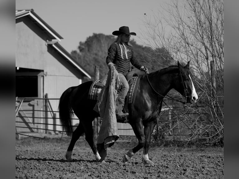 Paint Horse Hongre 7 Ans 150 cm Noir in Huntsville, TX