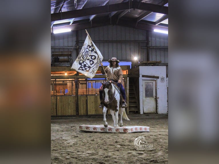 Paint Horse Hongre 7 Ans 152 cm Alezan brûlé in Cody