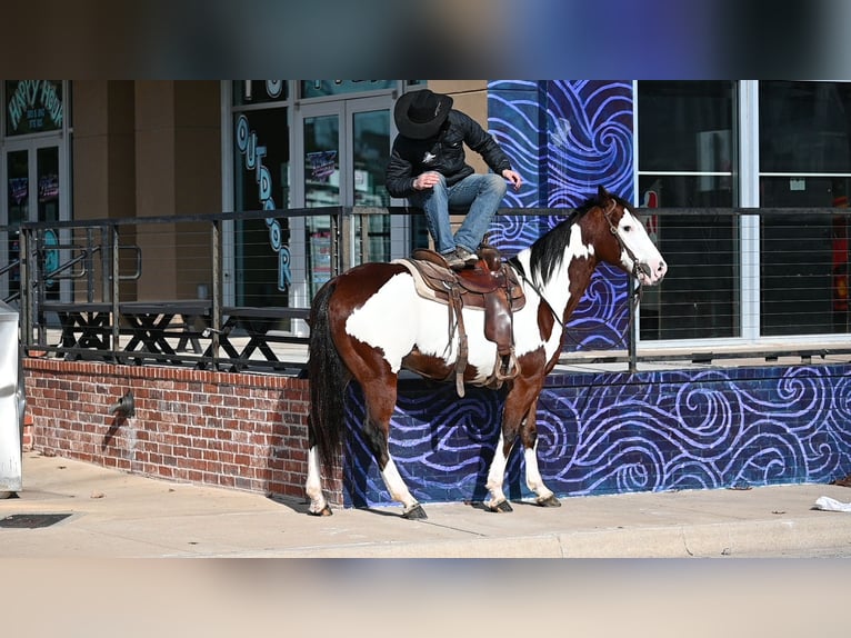 Paint Horse Hongre 7 Ans 152 cm Bai cerise in Waco, TX