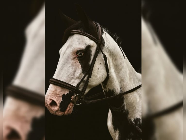 Paint Horse Hongre 7 Ans 152 cm Tovero-toutes couleurs in New Hope, AL