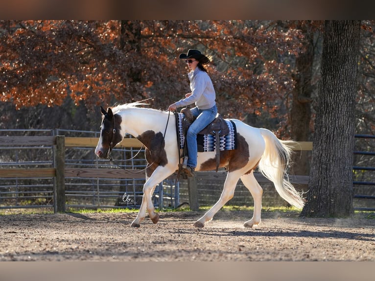 Paint Horse Hongre 7 Ans 155 cm Roan-Bay in Terrell