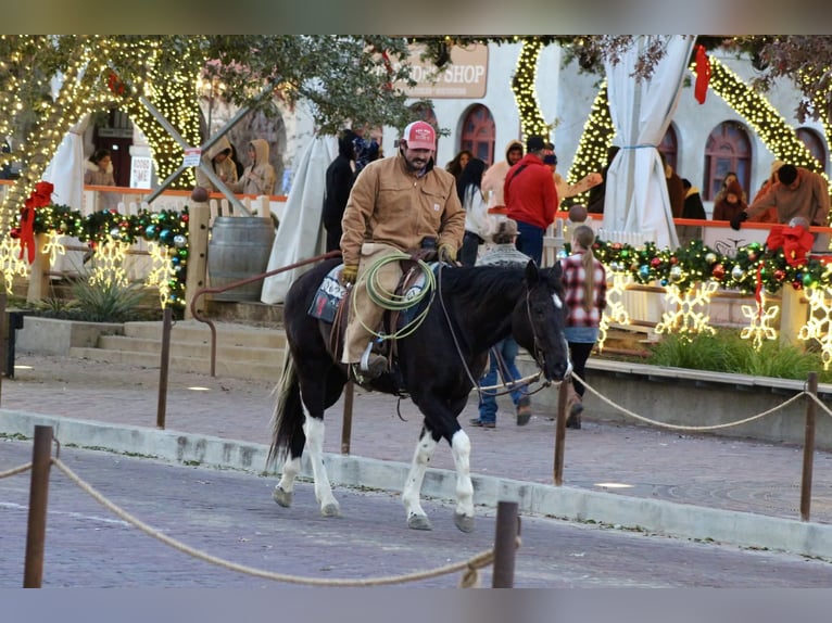 Paint Horse Hongre 7 Ans 155 cm in Stephenville, TX