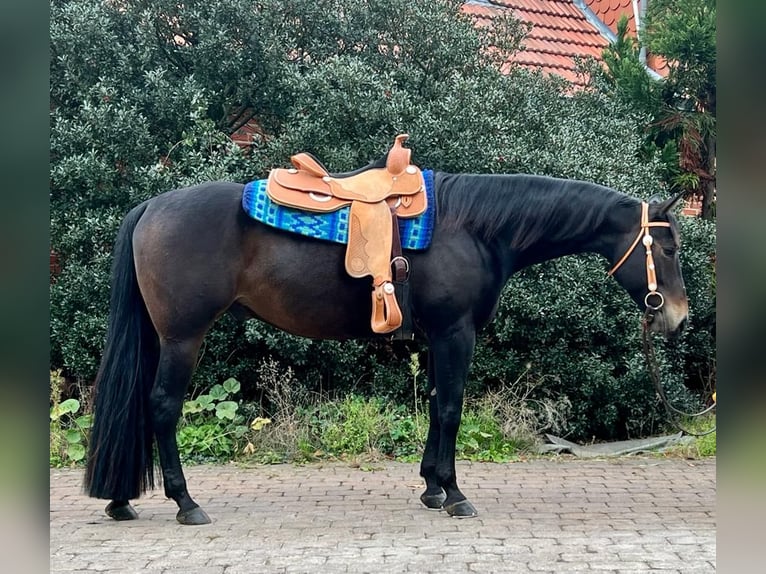 Paint Horse Hongre 7 Ans 163 cm Bai in Grethem Paint Horse Hongre 7 Ans 163 cm Bai in Grethem
