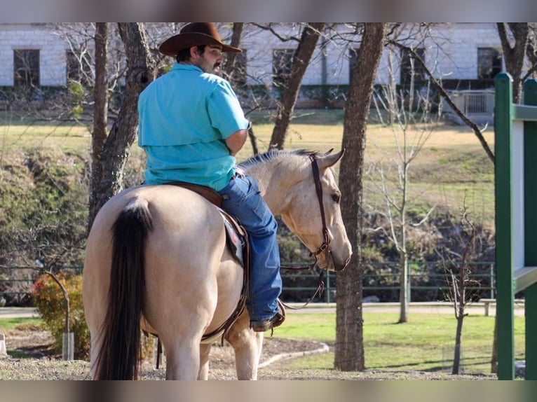 Paint Horse Hongre 7 Ans Buckskin in Stephenville, TX