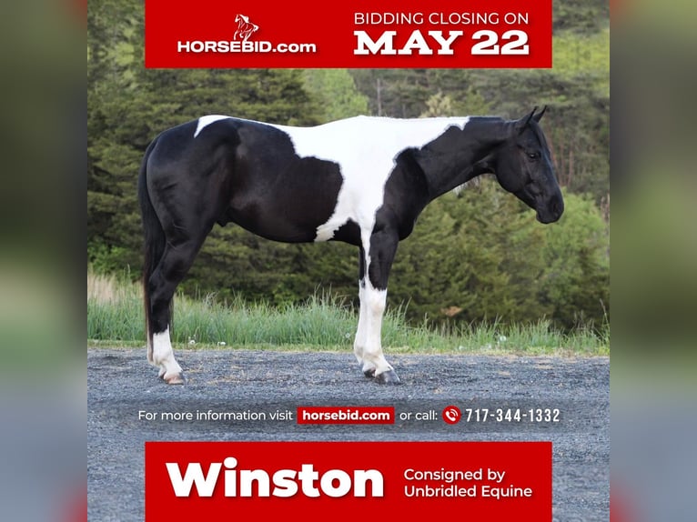 Paint Horse Croisé Hongre 7 Ans in Millerstown, PA