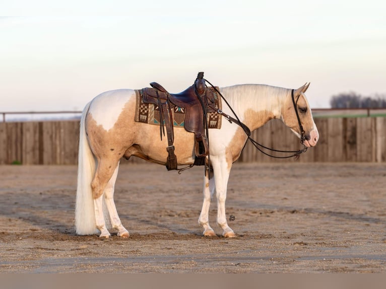 Paint Horse Hongre 8 Ans 145 cm Tobiano-toutes couleurs in Holland, IA