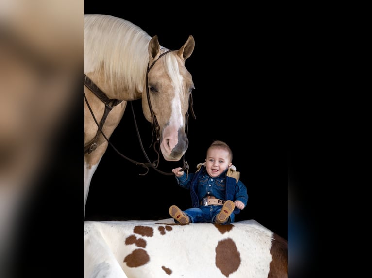 Paint Horse Hongre 8 Ans 145 cm Tobiano-toutes couleurs in Holland, IA