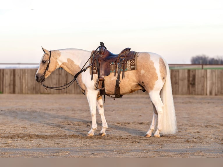 Paint Horse Hongre 8 Ans 145 cm Tobiano-toutes couleurs in Holland, IA