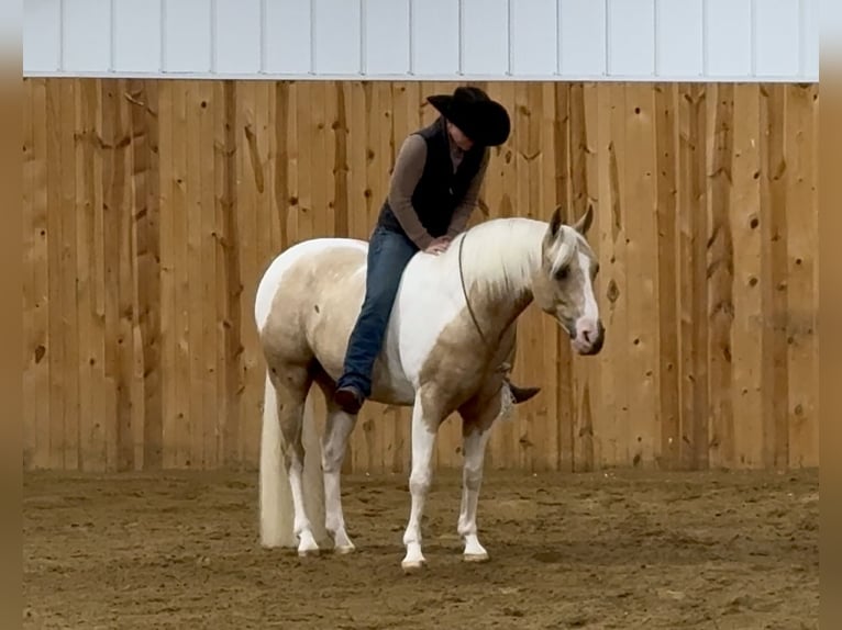 Paint Horse Hongre 8 Ans 145 cm Tobiano-toutes couleurs in Holland, IA