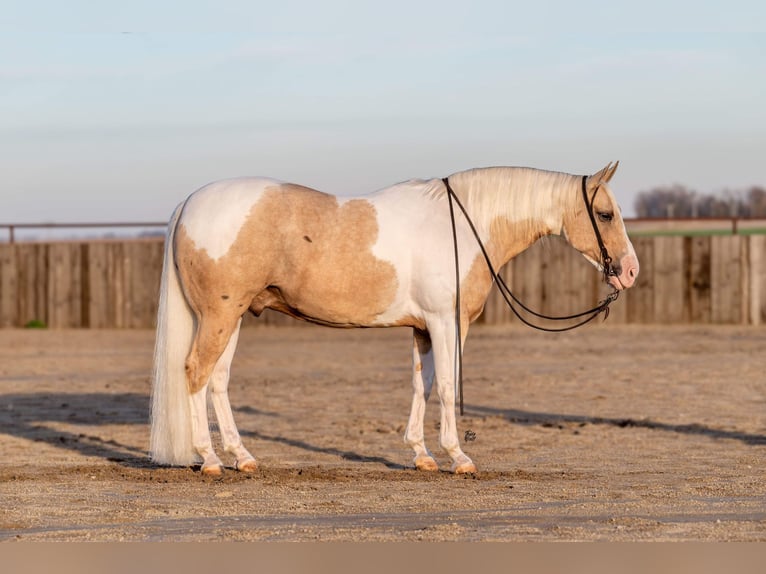 Paint Horse Hongre 8 Ans 145 cm Tobiano-toutes couleurs in Holland, IA