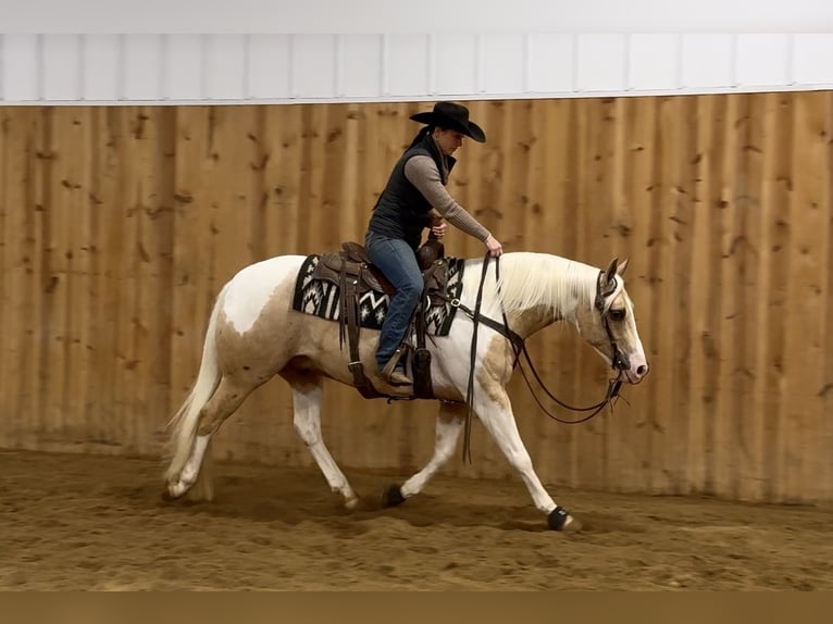 Paint Horse Hongre 8 Ans 145 cm Tobiano-toutes couleurs in Holland, IA