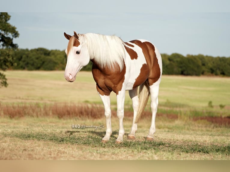 Paint Horse Hongre 8 Ans 147 cm in Addison, TX