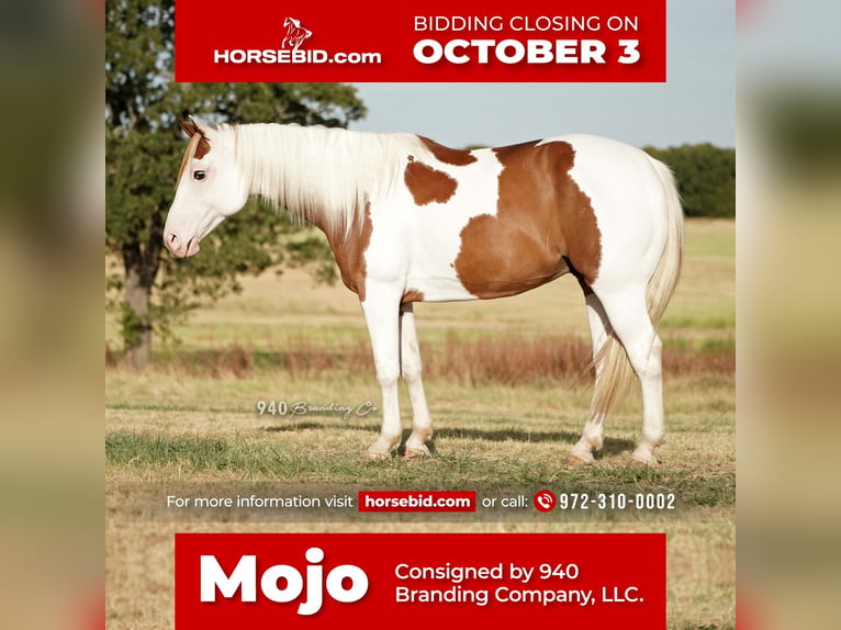 Paint Horse Hongre 8 Ans 147 cm in Addison, TX