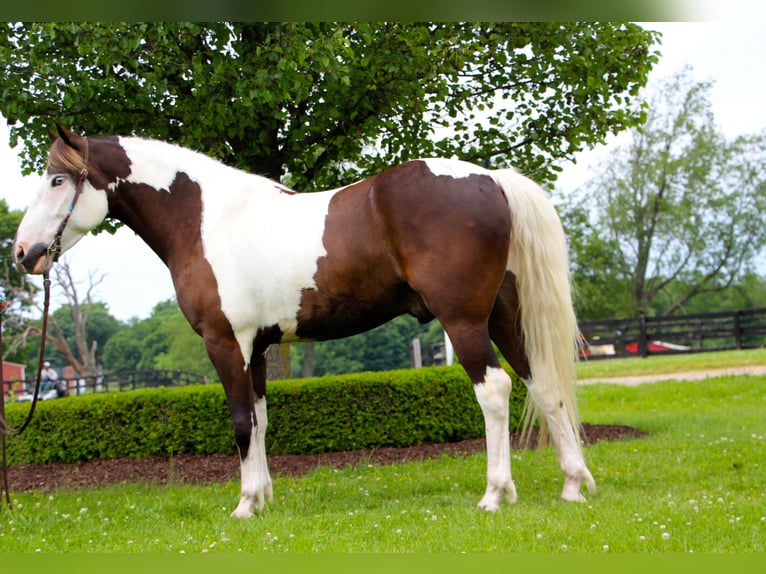 Paint Horse Hongre 8 Ans 147 cm Tobiano-toutes couleurs in Highland Mi