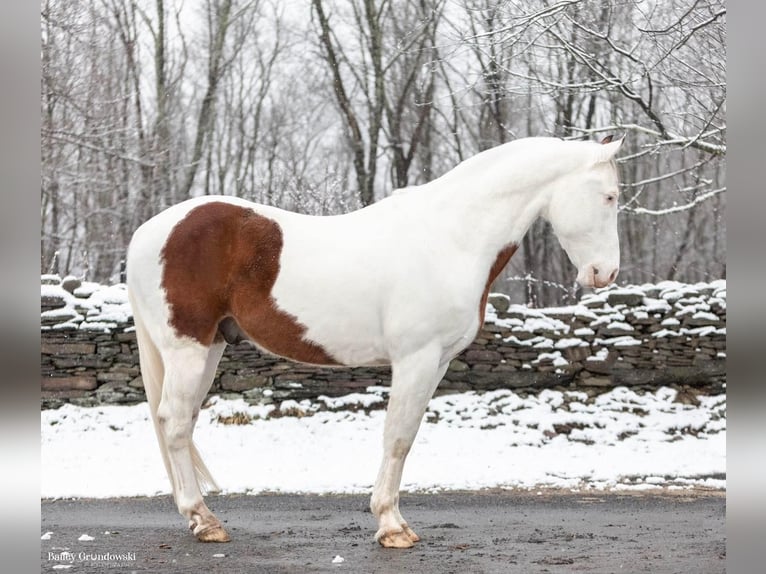 Paint Horse Hongre 8 Ans 150 cm Tobiano-toutes couleurs in Everette Pa