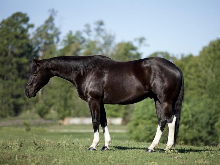Paint Horse Hongre 8 Ans 155 cm Noir in Huntsville