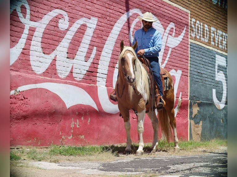 Paint Horse Hongre 8 Ans 155 cm Pinto in Grand Saline