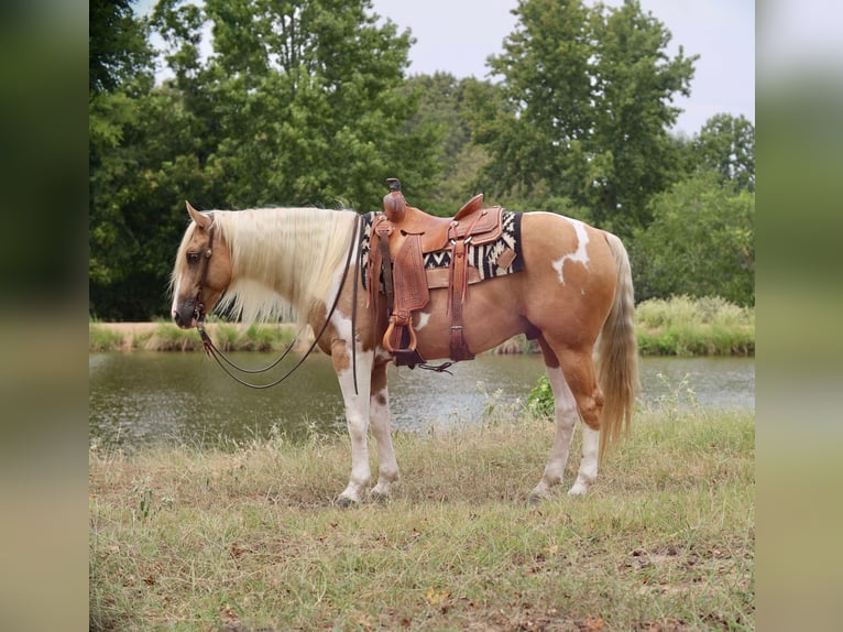 Paint Horse Hongre 8 Ans 155 cm Pinto in Grand Saline