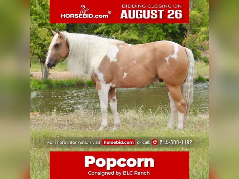 Paint Horse Hongre 8 Ans 155 cm Pinto in Grand Saline