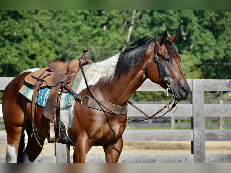 Paint Horse Hongre 8 Ans 157 cm in Crab Orchard, KY