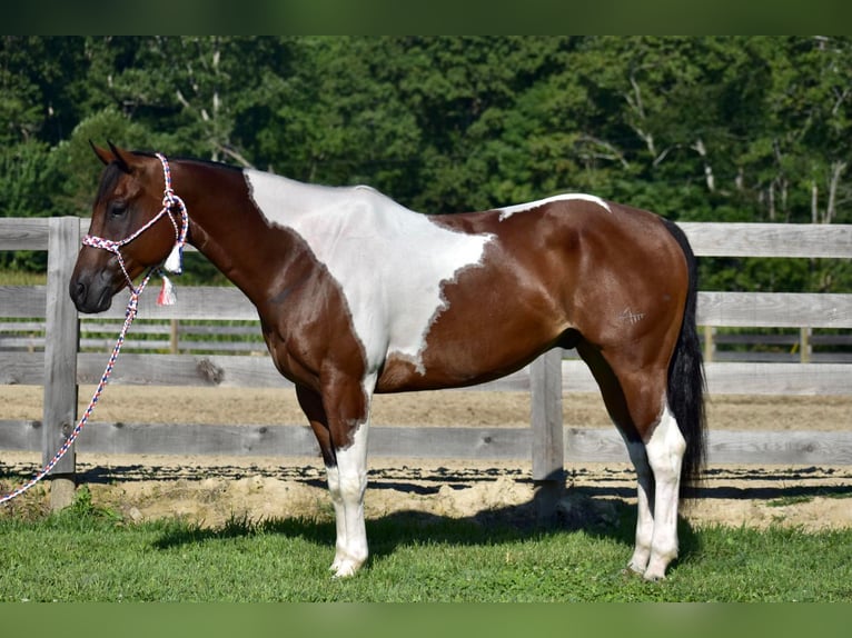 Paint Horse Hongre 8 Ans 157 cm in Crab Orchard, KY