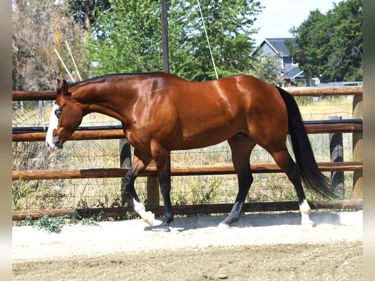 Paint Horse Hongre 8 Ans 163 cm Bai cerise in Hamilton, MT
