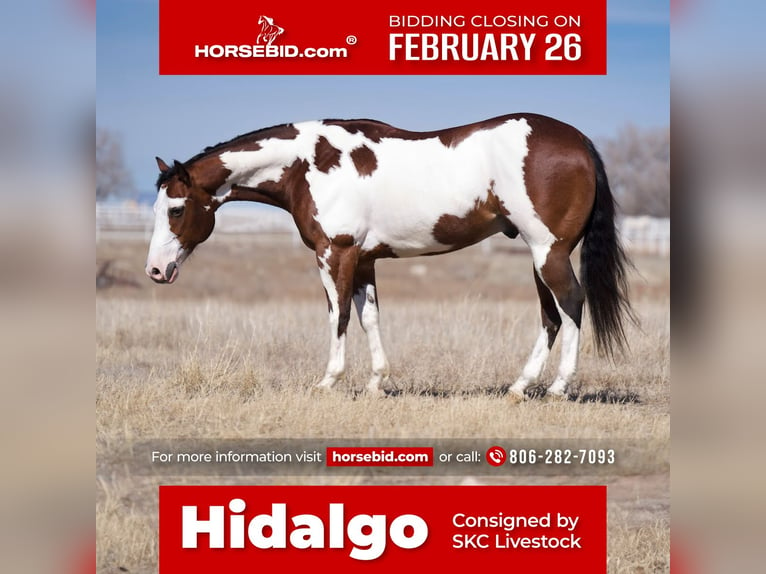 Paint Horse Hongre 8 Ans Bai cerise in Canyon, TX