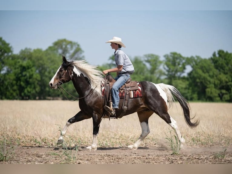 Paint Horse Hongre 8 Ans Pinto in Boyceville, WI