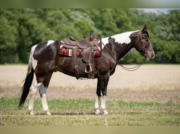 Paint Horse Hongre 8 Ans Pinto in Boyceville, WI