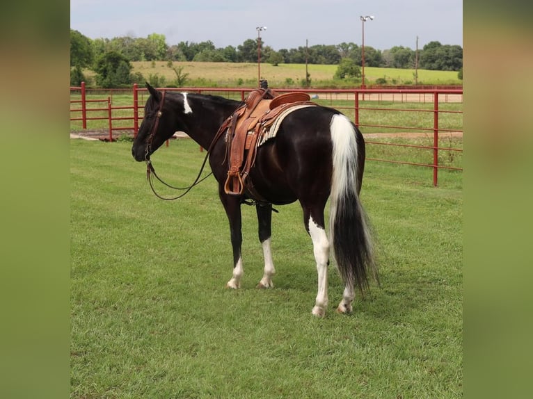 Paint Horse Hongre 8 Ans in Grand Saline, TX