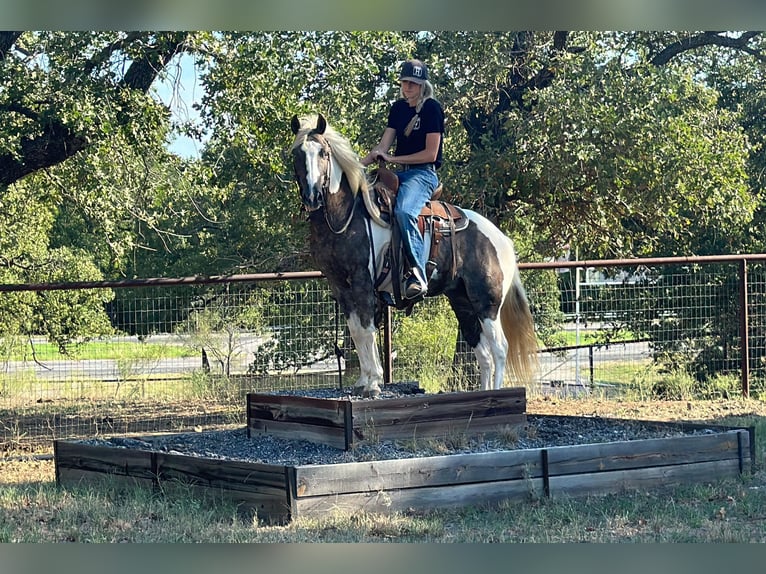 Paint Horse Hongre 9 Ans 135 cm Tobiano-toutes couleurs in Byers TX