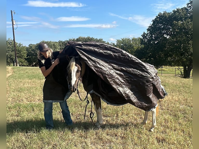 Paint Horse Hongre 9 Ans 135 cm Tobiano-toutes couleurs in Byers TX