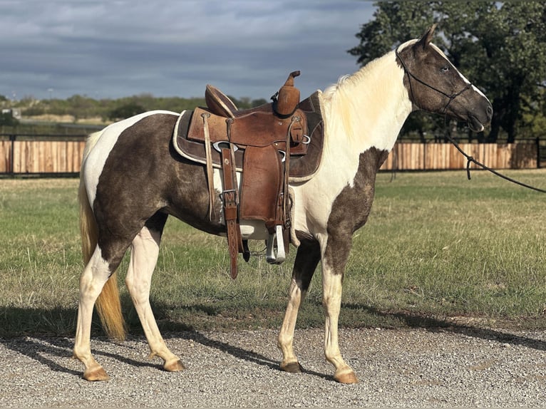 Paint Horse Hongre 9 Ans 135 cm Tobiano-toutes couleurs in Byers TX