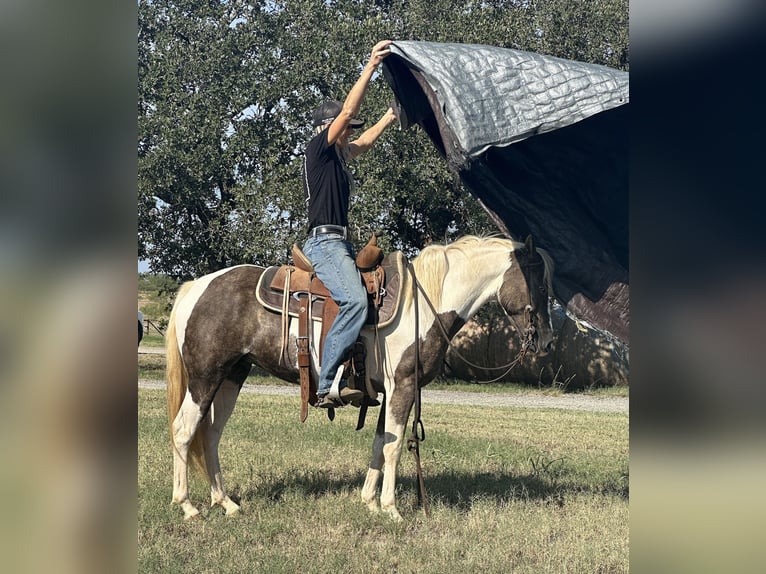 Paint Horse Hongre 9 Ans 135 cm Tobiano-toutes couleurs in Byers TX