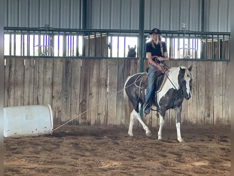 Paint Horse Hongre 9 Ans 135 cm Tobiano-toutes couleurs in Byers TX