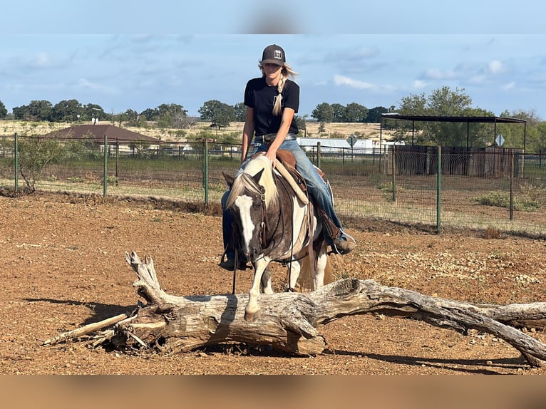 Paint Horse Hongre 9 Ans 135 cm Tobiano-toutes couleurs in Byers TX