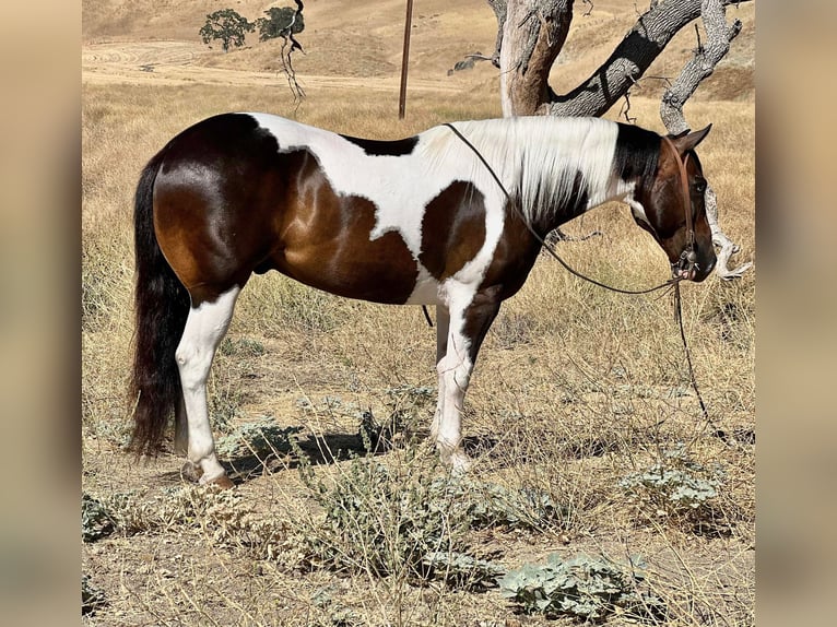 Paint Horse Hongre 9 Ans 147 cm Tobiano-toutes couleurs in Paicines, CA
