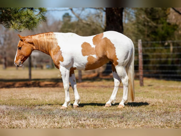 Paint Horse Hongre 9 Ans 150 cm Tobiano-toutes couleurs in Lufkin, TX