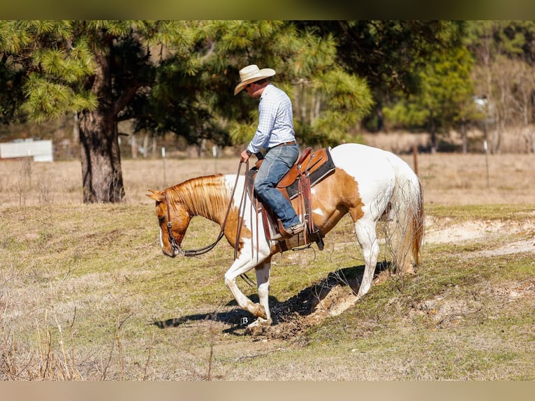 Paint Horse Hongre 9 Ans 150 cm Tobiano-toutes couleurs in Lufkin, TX