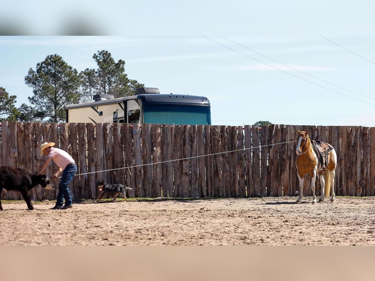 Paint Horse Hongre 9 Ans 150 cm Tobiano-toutes couleurs in Lufkin, TX