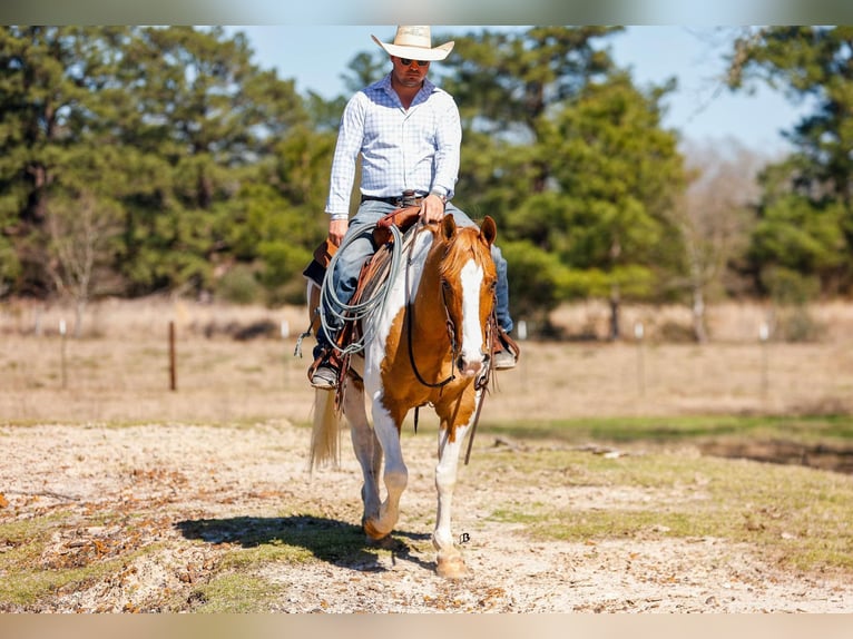 Paint Horse Hongre 9 Ans 150 cm Tobiano-toutes couleurs in Lufkin, TX