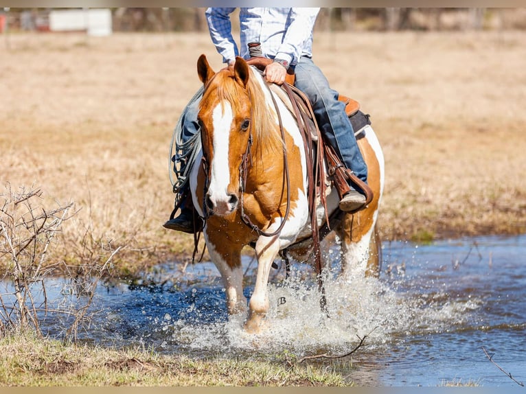 Paint Horse Hongre 9 Ans 150 cm Tobiano-toutes couleurs in Lufkin, TX