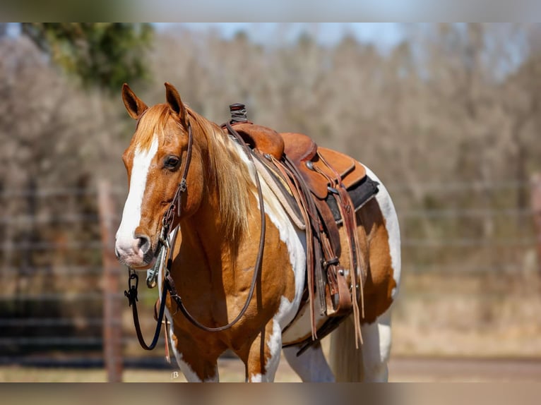 Paint Horse Hongre 9 Ans 150 cm Tobiano-toutes couleurs in Lufkin, TX